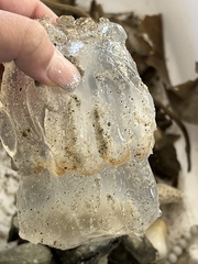 Rhizostomatoidea