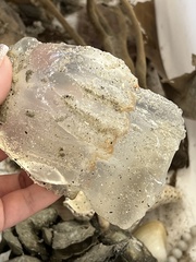 Rhizostomatoidea