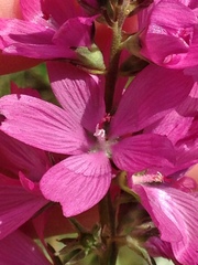 Sidalcea virgata