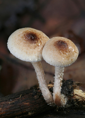 Pholiota decorata