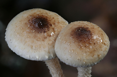 Pholiota decorata