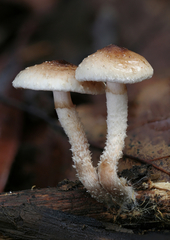 Pholiota decorata