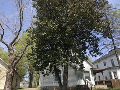Magnolia grandiflora