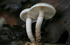 Pholiota decorata