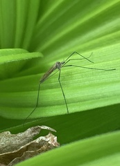Tricyphona