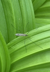 Tricyphona