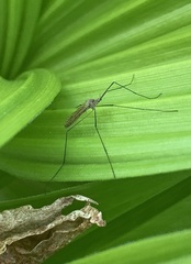 Tricyphona