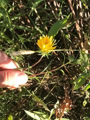 Grindelia scorzonerifolia