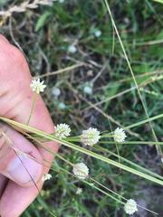 Pfaffia glomerata