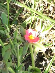Portulaca cryptopetala