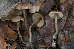Myochromella