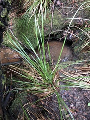 Carex saliniformis