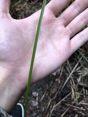 Carex saliniformis