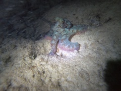 Octopus briareus