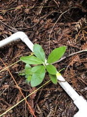 Rhododendron occidentale