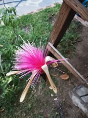 Pseudobombax ellipticum