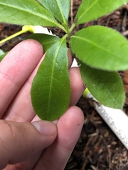 Rhododendron occidentale