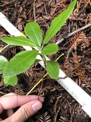 Rhododendron occidentale