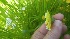 Layia chrysanthemoides