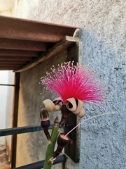 Pseudobombax ellipticum