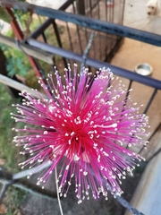 Pseudobombax ellipticum