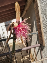 Pseudobombax ellipticum