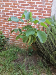 Pseudobombax ellipticum