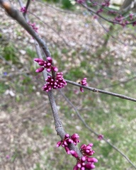 Cercis canadensis