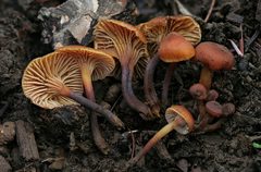 Xeromphalina enigmatica