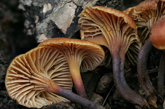 Xeromphalina enigmatica