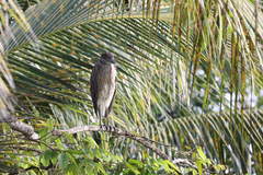 Nyctanassa violacea bancrofti