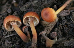 Xeromphalina enigmatica