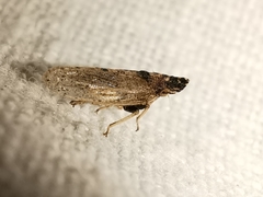 Eupelix cuspidata