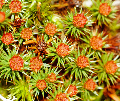 Polytrichum juniperinum