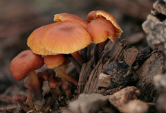 Xeromphalina enigmatica