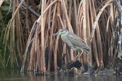 Nyctanassa violacea bancrofti