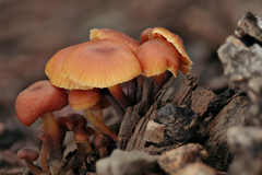 Xeromphalina enigmatica