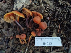 Xeromphalina enigmatica