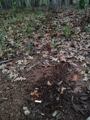 Xeromphalina enigmatica