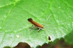 Glaphyristis marmarea