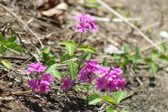 Phlox amoena