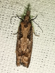 Acroclita subsequana