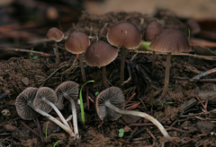Psathyrella boreifasciculata