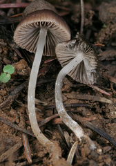 Psathyrella boreifasciculata