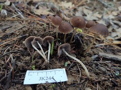 Psathyrella boreifasciculata