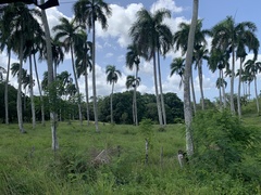 Roystonea borinquena