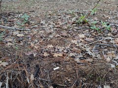 Psathyrella boreifasciculata