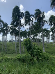 Roystonea borinquena