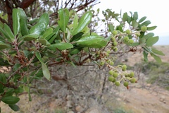 Comarostaphylis diversifolia planifolia