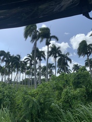 Roystonea borinquena